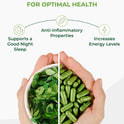 PURA VIDA MORINGA Organic Moringa Capsules, Pure Moringa Leaf Powder Single Origin for Energy, Metabolism & Immune Support, 120ct, 500mg Caps