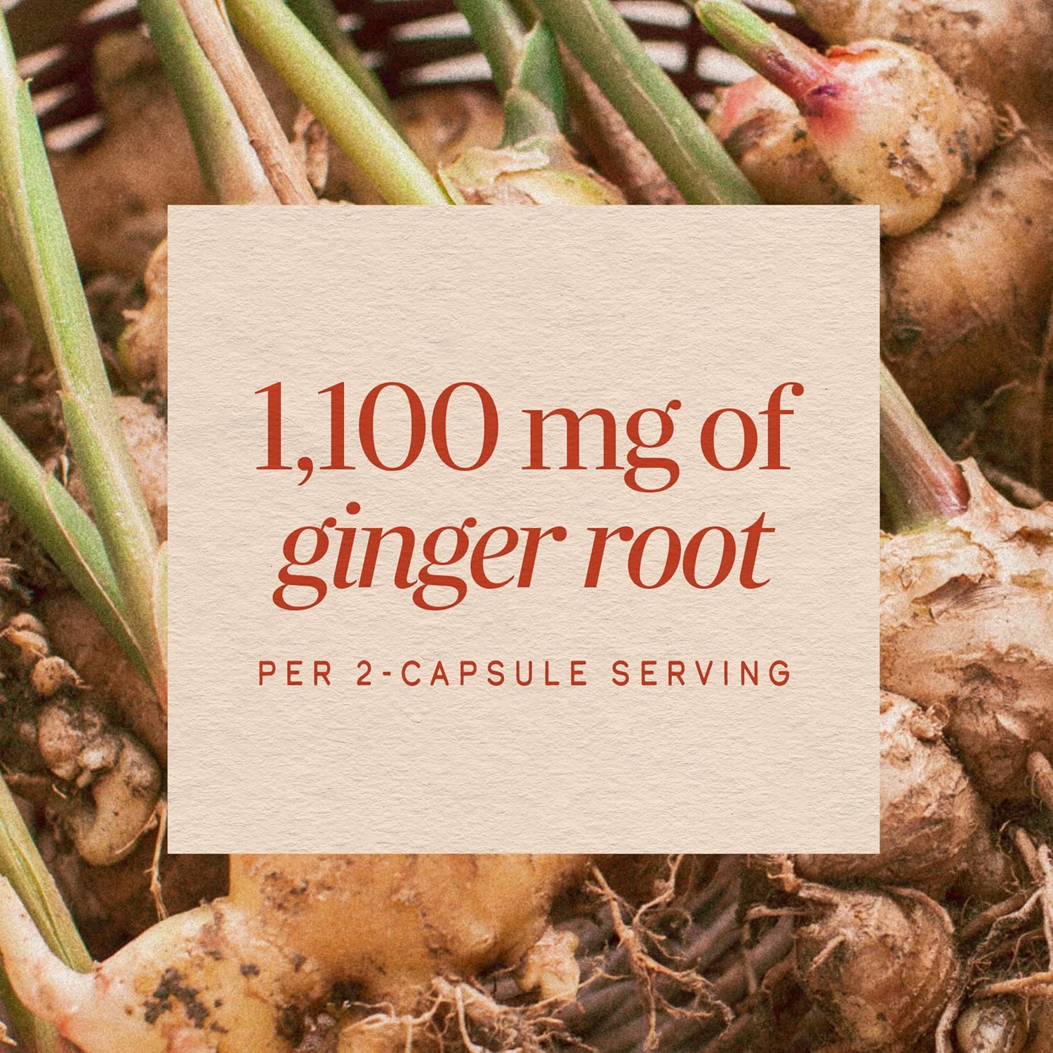 Nature's Way Ginger Root Capsules, 1100 mg, Vegan, Non-GMO, 240 Count